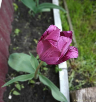 Наши цветы 2 - IMG_20200518_105448.jpg