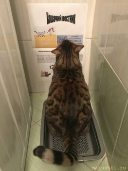 Страшнее кошки зверя нет  - s1200 (13).jpeg