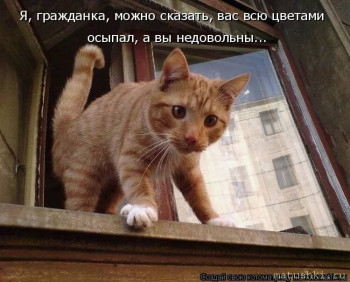 Страшнее кошки зверя нет  - s1200 (16).jpeg