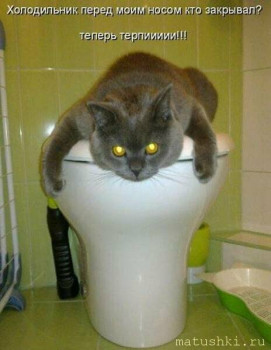 Страшнее кошки зверя нет  - s1200 (18).jpeg
