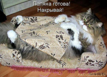 Страшнее кошки зверя нет  - 760-Polyana-gotova.jpg