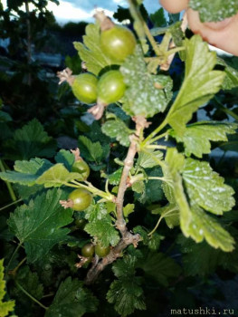 Тема для КОРОТКИХ вопросов-6 - 15903395404897380734930936215772.jpg