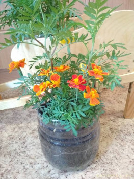 Бархатцы отклоненные