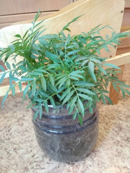 Бархатцы одноголовые,  зацветают позднее отклоненных обычно.