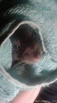 Я потеряла своего питомца  - Петрович.jpg