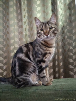 Любимая кошатинка  - IMG_20200531_202159.jpg