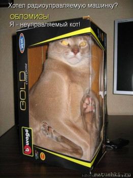 Страшнее кошки зверя нет  - a4192a7c96ab81342a102df510052bf3.jpg