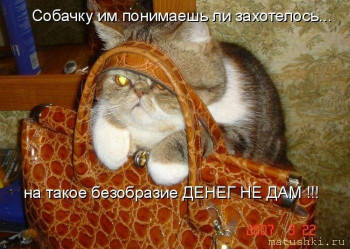 Страшнее кошки зверя нет  - 1309130144_1308593539_1308295467_kotomatrix_36.jpg