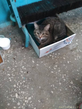 Любимая кошатинка  - HgNp-n4EuKg.jpg