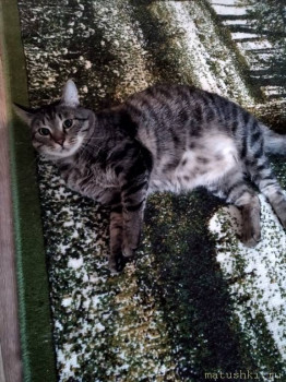 Любимая кошатинка  - IMG_20200121_121904.jpg