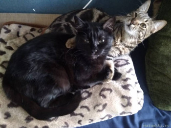 Любимая кошатинка  - IMG-20200601-WA0010.jpg