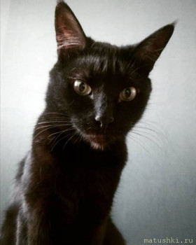 Любимая кошатинка  - IMG-20200601-WA0015.jpg