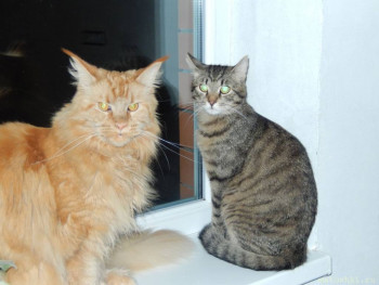 Любимая кошатинка  - IMG-62e078d59646f999d898c4c6b08a1755-V.jpg