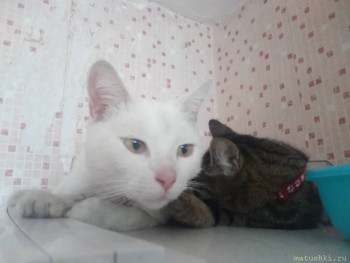 Любимая кошатинка  - IMG_20200601_140531.jpg