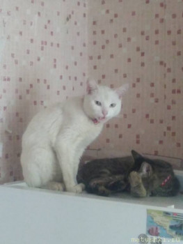 Любимая кошатинка  - IMG_20200601_140357.jpg