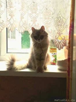 Любимая кошатинка  - 20200607_093239.jpg