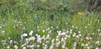 Любимая кошатинка  - 20200610_195945.jpg