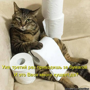 Страшнее кошки зверя нет  - kotomatritsa_E.jpg