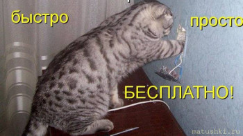 Страшнее кошки зверя нет  - scale_1200 (2).jpeg