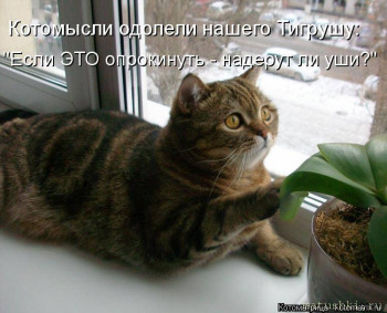 Страшнее кошки зверя нет  - kotomatritsa_nC.jpg