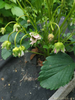 Наша дача - IMG_20200612_091141.jpg