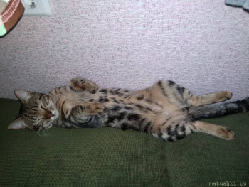 Любимая кошатинка  - IMG_20200612_170152.jpg