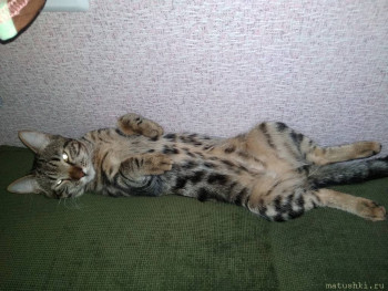 Любимая кошатинка  - IMG_20200612_170143.jpg