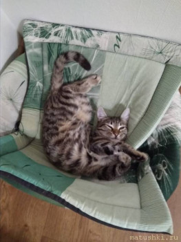 Любимая кошатинка  - IMG-20181127-WA0000.jpg