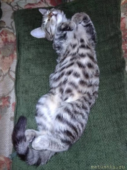 Любимая кошатинка  - IMG-20181110-WA0001.jpg