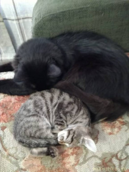 Любимая кошатинка  - IMG-20181012-WA0005.jpg