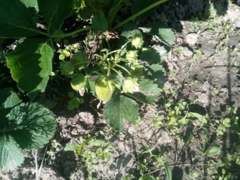 Наша дача - IMG_20200613_170721.jpg