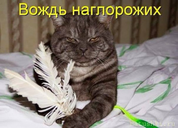 Страшнее кошки зверя нет  - X6NkHGYFtGc.jpg