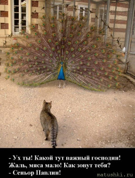 Страшнее кошки зверя нет  - scale_1200 (1).jpeg