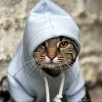 Страшнее кошки зверя нет  - DonAtHfy1dM.jpg