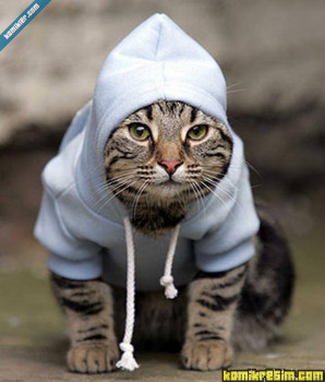 Страшнее кошки зверя нет  - Hy-fsasz_E4.jpg