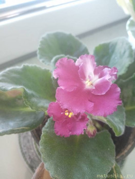 Наши цветы 2 - IMG_20200622_125132.jpg