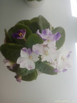 Наши цветы 2 - IMG_20200622_125003.jpg