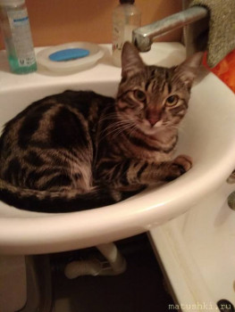 Страшнее кошки зверя нет  - IMG_20200616_133009.jpg