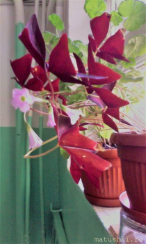 Наши цветы 2 - IMG_20200624_100317.jpg