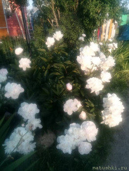 Наши цветы 2 - IMG_20200626_193450.jpg