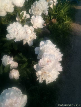 Наши цветы 2 - IMG_20200626_193452.jpg