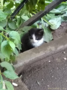 Любимая кошатинка  - IMG_20200701_173345.jpg