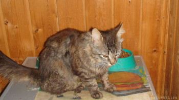 У меня теперь три-кота-ж  - DSC05621.JPG