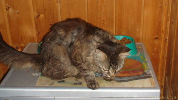 У меня теперь три-кота-ж  - DSC05622.JPG
