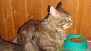 У меня теперь три-кота-ж  - DSC05620.JPG