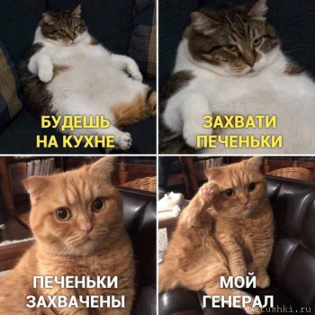 Страшнее кошки зверя нет  - EO4gOJwX0AA36_F.jpg