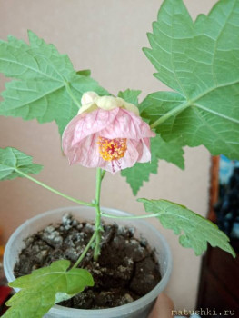 Наши цветы 2 - IMG_20200707_142732.jpg