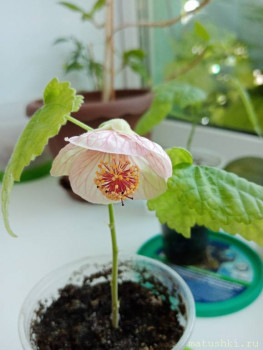 Наши цветы 2 - IMG_20200707_142630.jpg