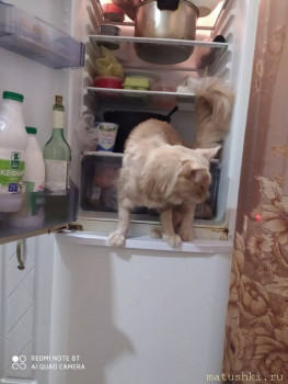 Ревизор холодильника.