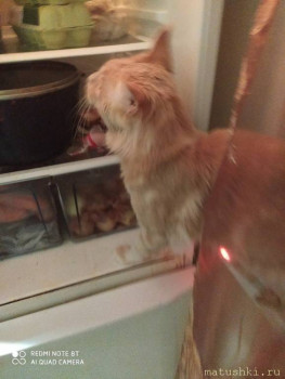 Любимая кошатинка  - Fe2R3s61sCs.jpg